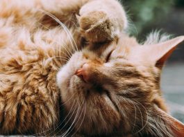 Un espoir venu du Japon contre l’insuffisance rénale du chat