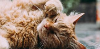 Un espoir venu du Japon contre l’insuffisance rénale du chat