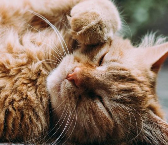 Un espoir venu du Japon contre l’insuffisance rénale du chat