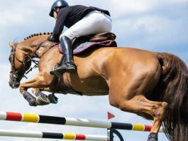 Equitation – Grand concours national de saut d’obstacles deux et trois étoiles: La 2e semaine programmée pour ce week-end à Tipaza