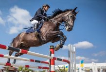 Equitation-Grand concours national de saut d’obstacles une et deux étoiles: Les cavaliers Mahi et Ferradj se distinguent à Tipaza