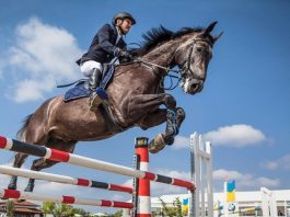 Equitation-Grand concours national de saut d’obstacles une et deux étoiles: Les cavaliers Mahi et Ferradj se distinguent à Tipaza