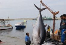 Thon rouge : quota de 2.465 tonnes en 2026: 41 navires mobilisés pour une campagne en forte hausse