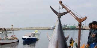 Thon rouge : quota de 2.465 tonnes en 2026: 41 navires mobilisés pour une campagne en forte hausse