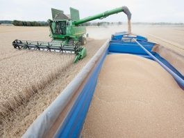 Tlemcen: Une production de près d’un million de quintaux de céréales attendue