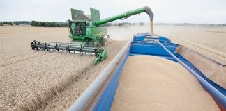 Tlemcen: Une production de près d’un million de quintaux de céréales attendue