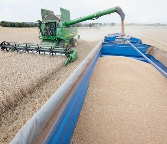 Tlemcen: Une production de près d’un million de quintaux de céréales attendue