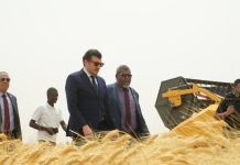 36.000 hectares pour le projet algéro-italien: La première récolte de blé lancée sur 1.600 hectares à Timimoun