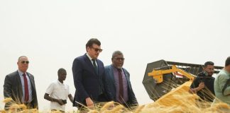 36.000 hectares pour le projet algéro-italien: La première récolte de blé lancée sur 1.600 hectares à Timimoun