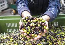 Mascara: Production de plus de 690.000 qx d’olives