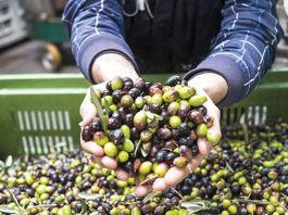 Mascara: Production de plus de 690.000 qx d’olives