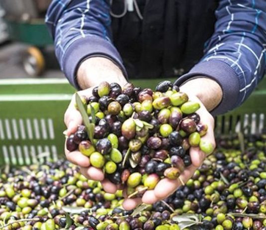 Mascara: Production de plus de 690.000 qx d’olives