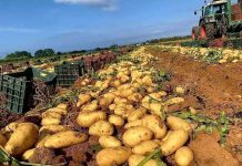 Agriculture: La production dépasse les 2,5 millions de quintaux de pommes de terre de saison récoltés à Mostaganem