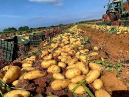 Agriculture: La production dépasse les 2,5 millions de quintaux de pommes de terre de saison récoltés à Mostaganem