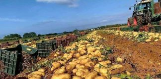 Agriculture: La production dépasse les 2,5 millions de quintaux de pommes de terre de saison récoltés à Mostaganem