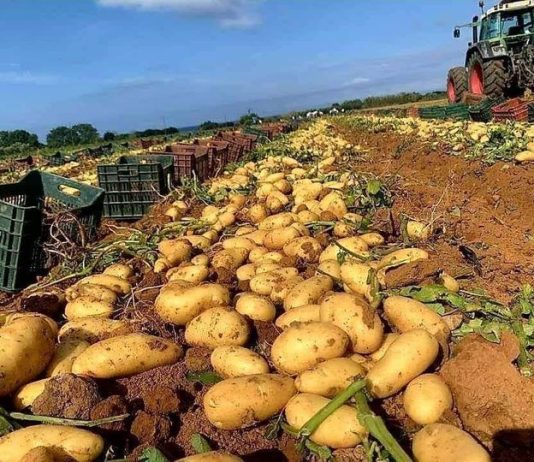 Agriculture: La production dépasse les 2,5 millions de quintaux de pommes de terre de saison récoltés à Mostaganem