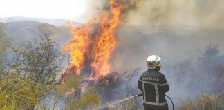 Mostaganem:Installation de 13 tours de vigie dans le cadre de la campagne de prévention et de lutte contre les incendies de forêts