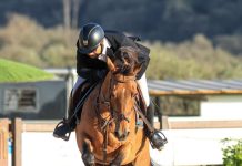 Equitation: Le grand concours national « Modèles et allures » du cheval barbe vendredi et samedi à Aïn M’lila