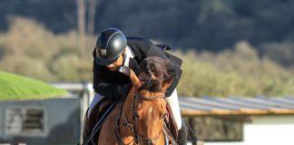 Equitation: Le grand concours national « Modèles et allures » du cheval barbe vendredi et samedi à Aïn M’lila
