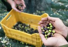 Mostaganem: Une production de plus de 320 000 quintaux d’olives