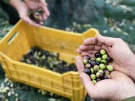 Mostaganem: Une production de plus de 320 000 quintaux d’olives