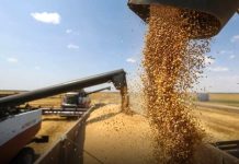 Batna: Une récolte prévisionnelle de plus de 1,146 million de quintaux de céréales