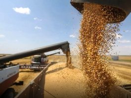 Batna: Une récolte prévisionnelle de plus de 1,146 million de quintaux de céréales