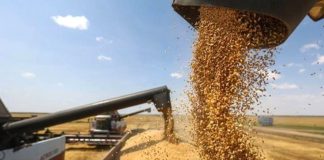 Batna: Une récolte prévisionnelle de plus de 1,146 million de quintaux de céréales