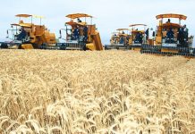 Médéa: Production prévisionnelle de plus d’un million de quintaux de céréales