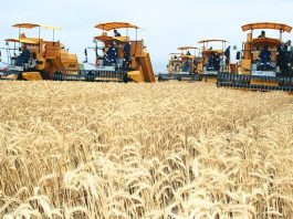 Médéa: Production prévisionnelle de plus d’un million de quintaux de céréales
