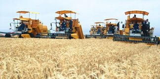Médéa: Production prévisionnelle de plus d’un million de quintaux de céréales