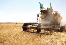 Ghardaïa: Une récolte céréalière de plus 117.500 QX attendue cette saison