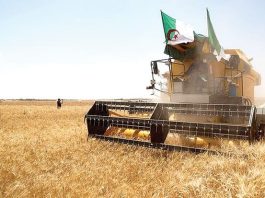 Ghardaïa: Une récolte céréalière de plus 117.500 QX attendue cette saison