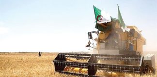 Ghardaïa: Une récolte céréalière de plus 117.500 QX attendue cette saison