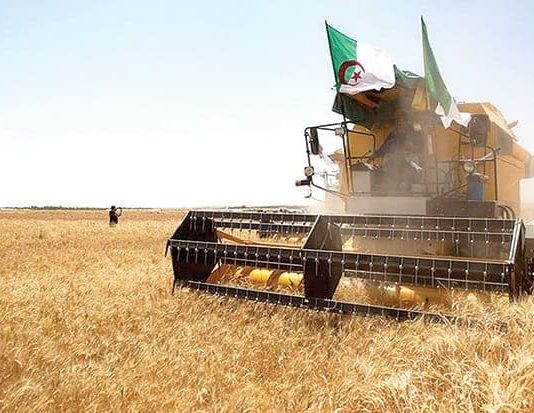 Ghardaïa: Une récolte céréalière de plus 117.500 QX attendue cette saison