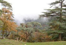Prévention et adaptation climatique: Les incendies de forêt reculent pour la deuxième année consécutive