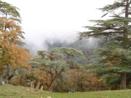 Prévention et adaptation climatique: Les incendies de forêt reculent pour la deuxième année consécutive