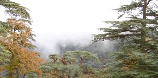 Prévention et adaptation climatique: Les incendies de forêt reculent pour la deuxième année consécutive