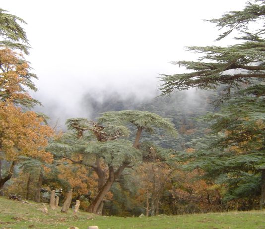 Prévention et adaptation climatique: Les incendies de forêt reculent pour la deuxième année consécutive