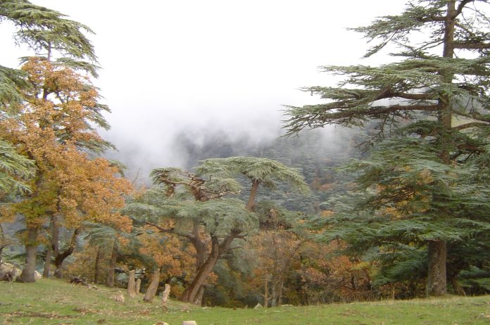 forets