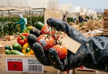 Les produits agricoles marocains contaminés menacent désormais la sécuritéalimentaire européenne