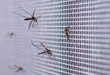 Google veut lâcher 32 millions de moustiques dans deux États américains
