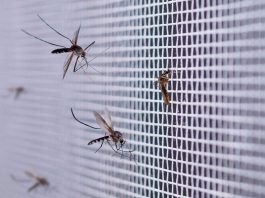 Google veut lâcher 32 millions de moustiques dans deux États américains