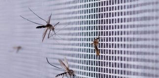 Google veut lâcher 32 millions de moustiques dans deux États américains