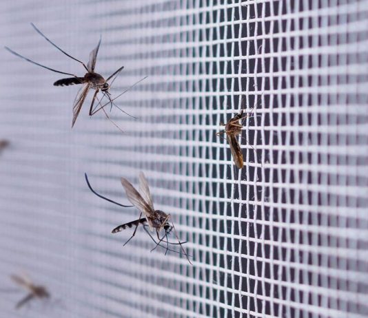 Google veut lâcher 32 millions de moustiques dans deux États américains