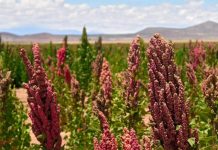 Sidi Bel-Abbes: Une délégation ministérielle inspecte les champs expérimentaux de quinoa à Aïn Thrid