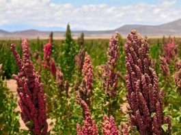 Sidi Bel-Abbes: Une délégation ministérielle inspecte les champs expérimentaux de quinoa à Aïn Thrid