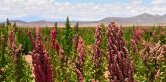 Sidi Bel-Abbes: Une délégation ministérielle inspecte les champs expérimentaux de quinoa à Aïn Thrid