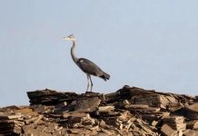 Illizi : recensement de plus d’un millier d’oiseaux migrateurs nicheurs