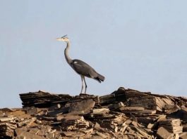 Illizi : recensement de plus d’un millier d’oiseaux migrateurs nicheurs